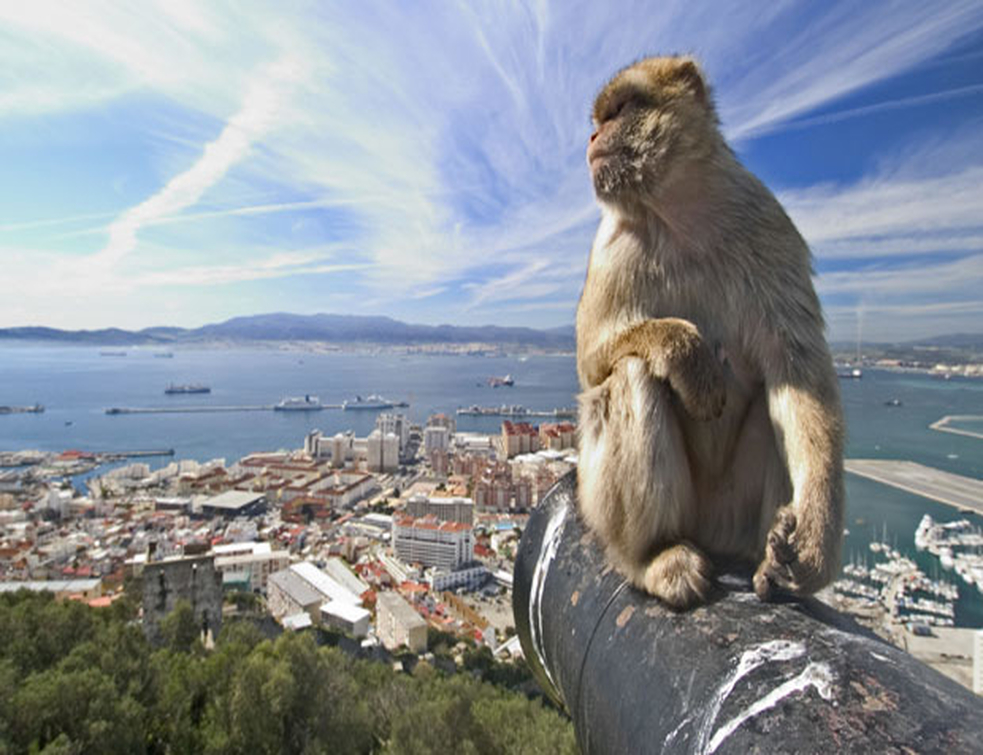 <span style='color:red;'><b>Gibraltar</b></span>: Zbog korone zabranjeno diranje majmuna